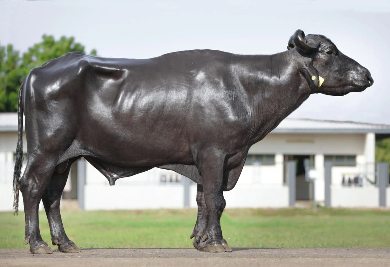 Dairy buffalo breeding bull.