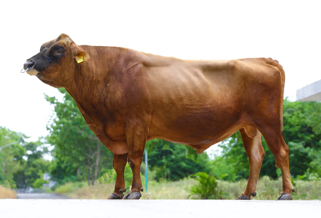 Indian dairy cattle breeding bull.