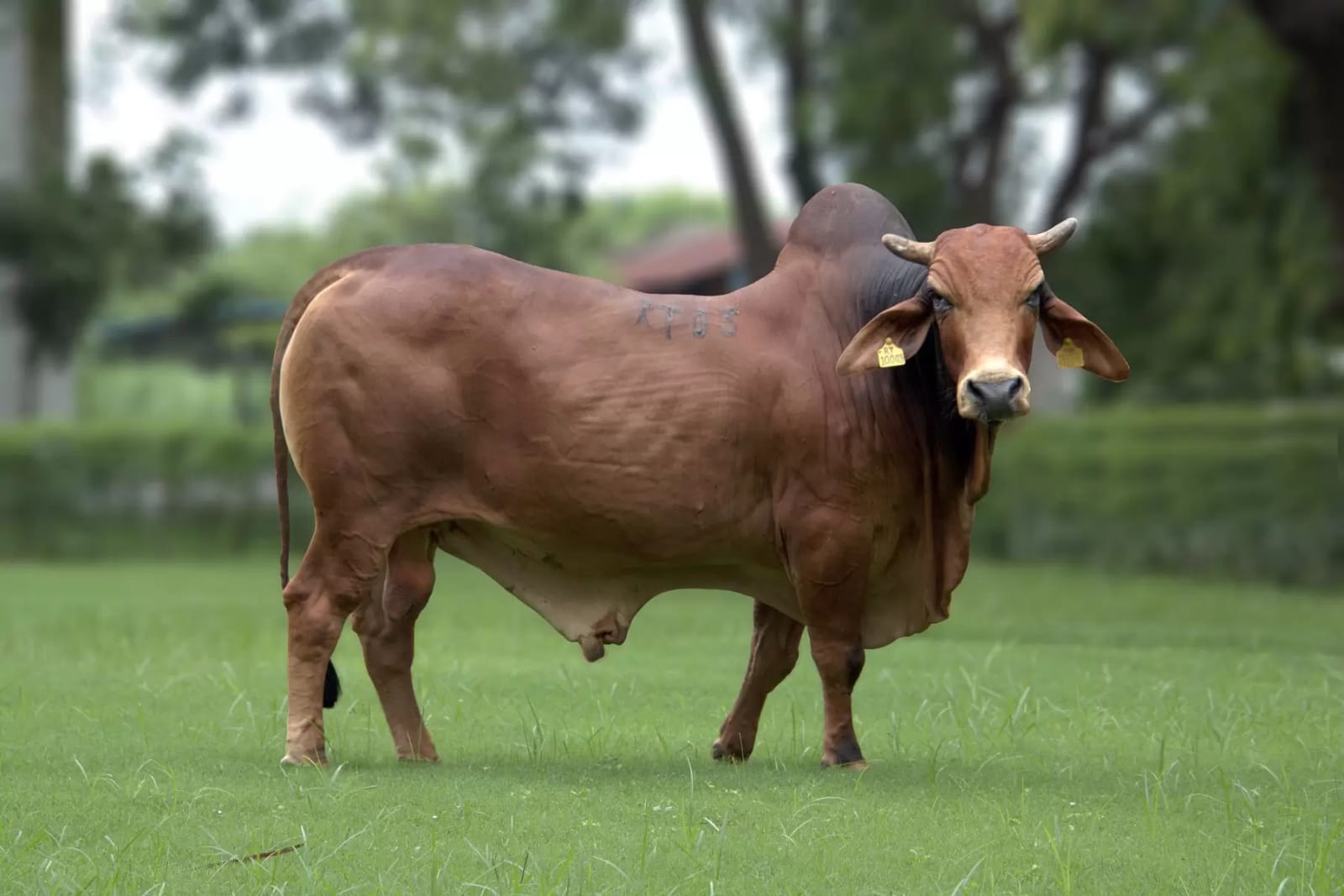 Bovine breeding bull in natural agrarian pasture, representing GVC Enterprises sourcing across India.